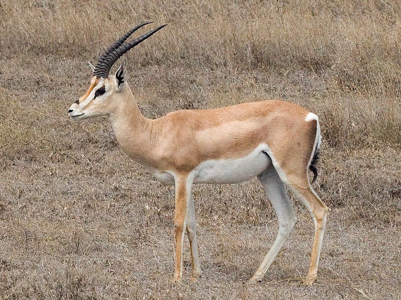 La gazelle